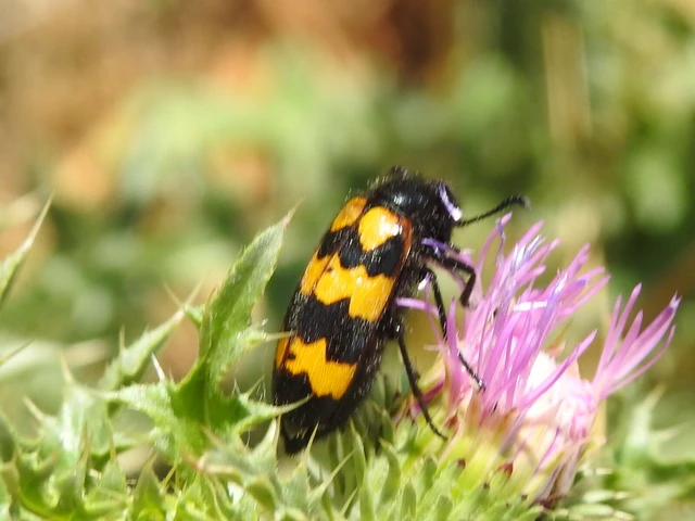 Mylabris variabilis - szalagos hólyaghúzó Mylabris variabilis - szalagos hólyaghúzó