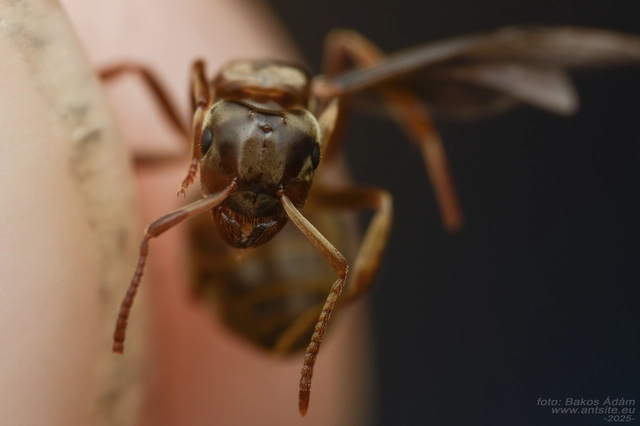 Lasius distinguendus - déli borostyánhangya