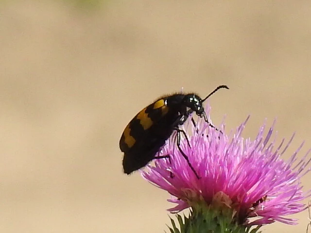 Mylabris variabilis - szalagos hólyaghúzó Mylabris variabilis - szalagos hólyaghúzó