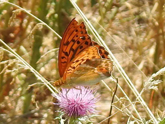 Argynnis paphia - nagy gyöngyházlepke