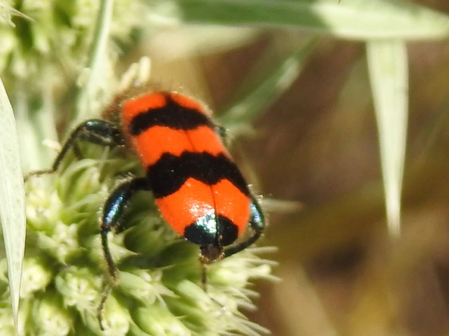 Trichodes apiarius - szalagos méhészbogár