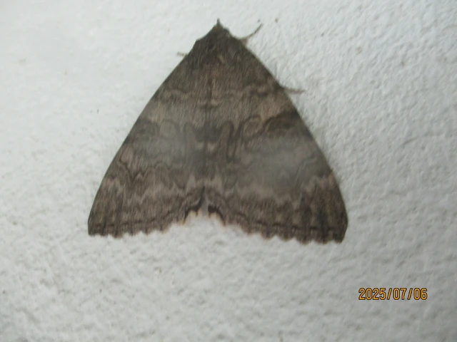 Catocala nupta - piros övesbagoly
