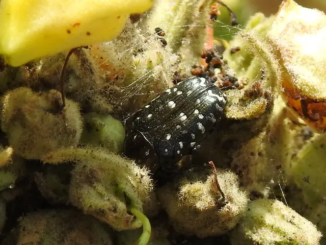 Oxythyrea funesta - sokpettyes virágbogár