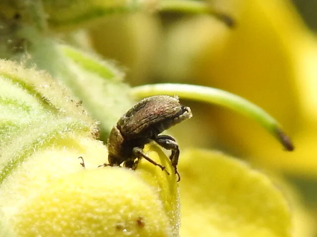 Rhinusa tetra - magtoklakó ökörfarkkóró-ormányos