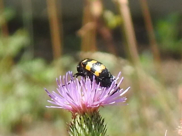 Mylabris variabilis - szalagos hólyaghúzó Mylabris variabilis - szalagos hólyaghúzó