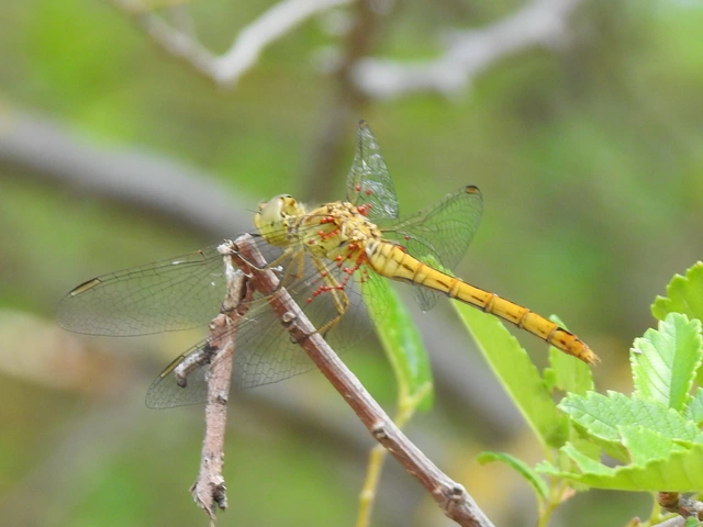 Sympetrum meridionale - fakó katona-szitakötő
