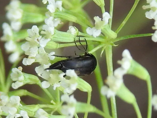 Mordellidae - marókafélék