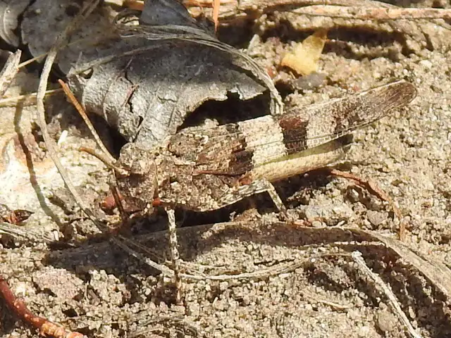 Oedipoda caerulescens - kékszárnyú sáska