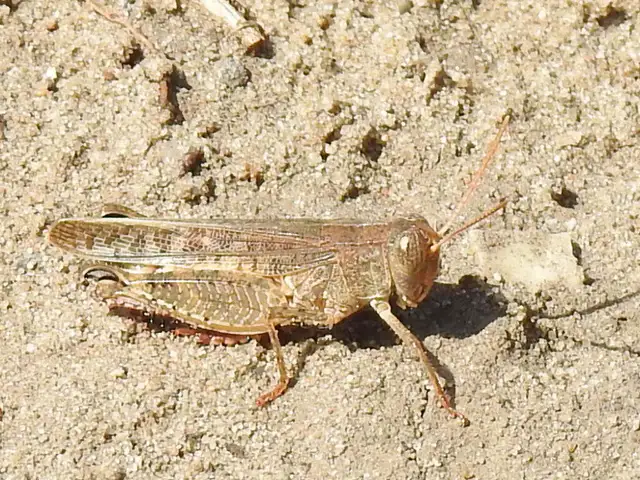 Calliptamus italicus - olaszsáska