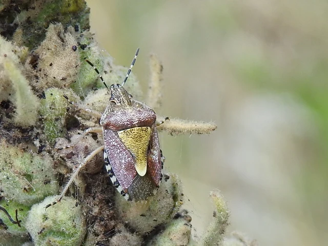 Dolycoris baccarum - közönséges bogyómászó-poloska Dolycoris baccarum - közönséges bogyómászó-poloska