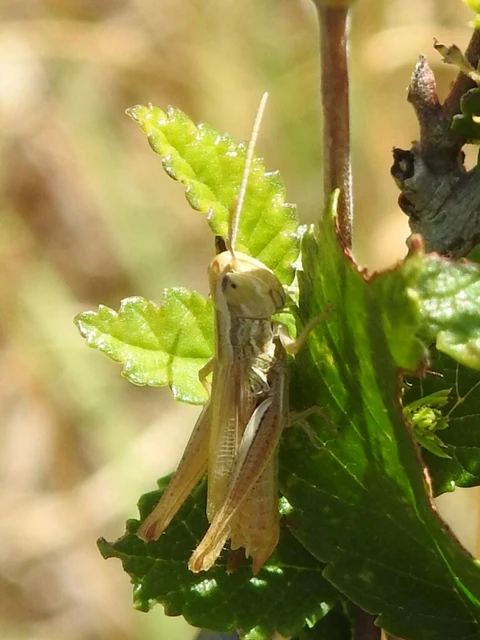 Euchorthippus declivus - rövidszárnyú rétisáska