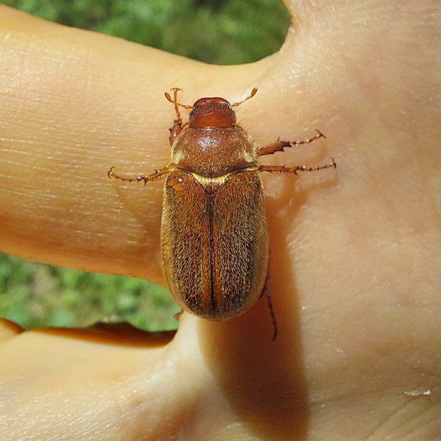 Amphimallon assimile - kis sárgacserebogár