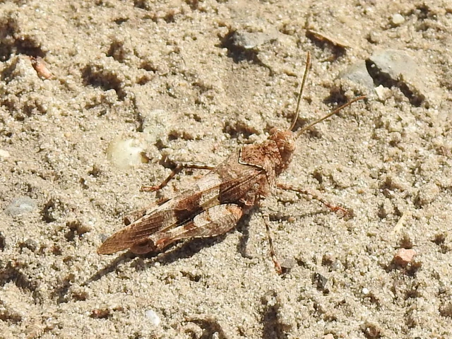 Oedipoda caerulescens - kékszárnyú sáska