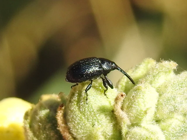 Rhinusa asellus - szőrcsillagos ökörfarkkóró-ormányos