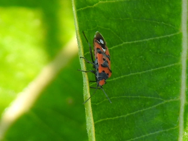 Lygaeus equestris/simulans
