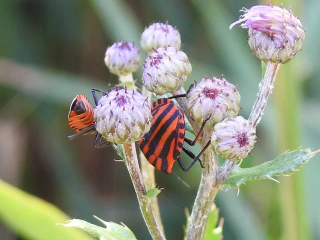 Graphosoma italicum - csíkos pajzsospoloska