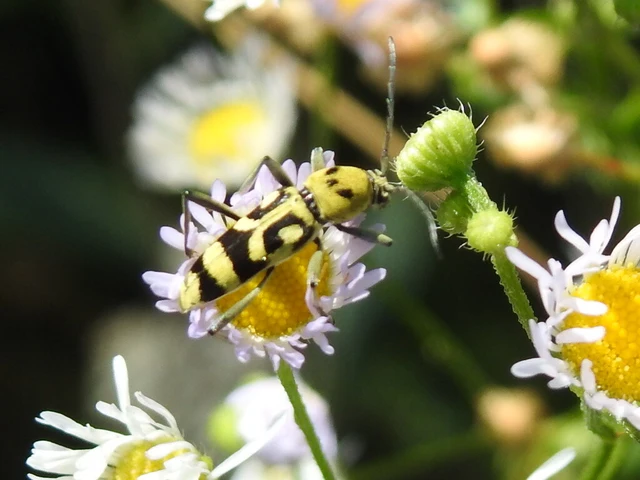 Chlorophorus varius - díszes darázscincér Chlorophorus varius - díszes darázscincér