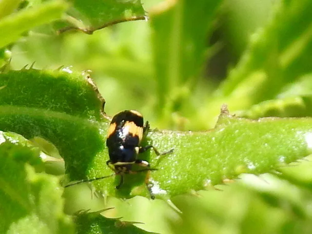 Cryptocephalus moraei - közönséges zömökbogár