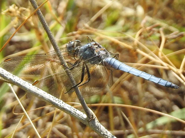 Orthetrum brunneum - pataki pásztorszitakötő