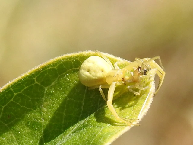 Misumena vatia - viráglakó karolópók