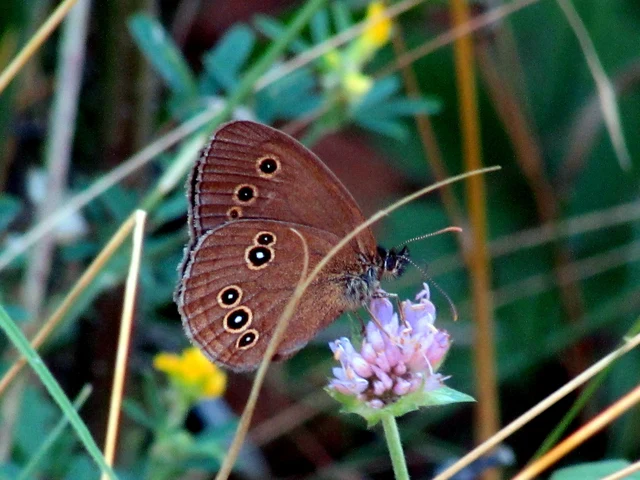 Aphantopus hyperanthus - közönséges ökörszemlepke
