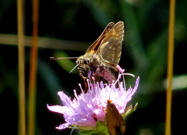 Ochlodes sylvanus - erdei busalepke