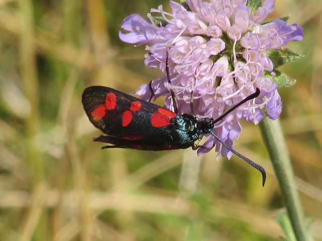 Zygaena filipendulae - acélszínű csüngőlepke
