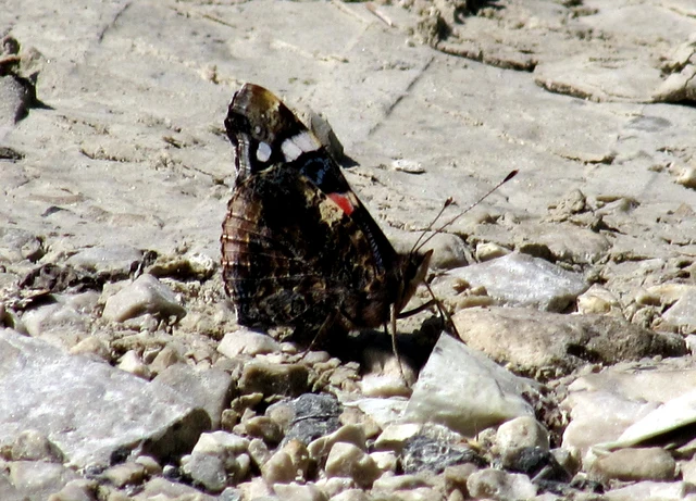 Vanessa atalanta - atalantalepke