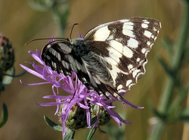 Melanargia galathea - sakktáblalepke