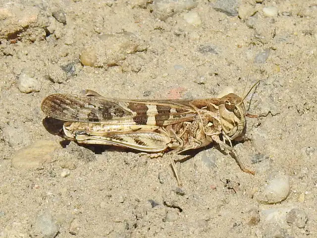 Oedaleus decorus - szalagos sáska