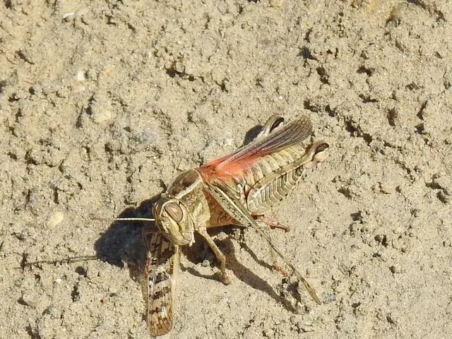 Calliptamus italicus - olaszsáska
