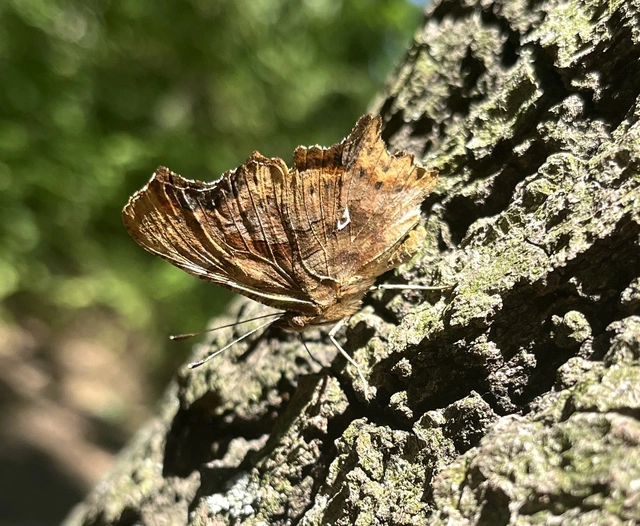 Nymphalis c-album - C-betűs lepke