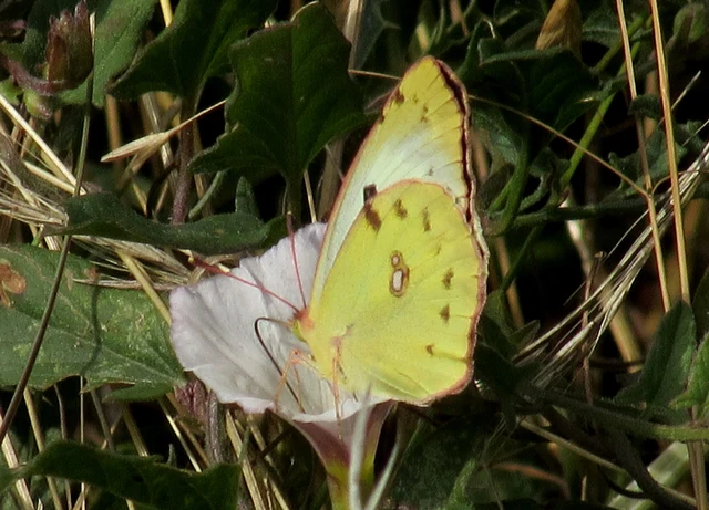 Colias alfacariensis - déli kéneslepke