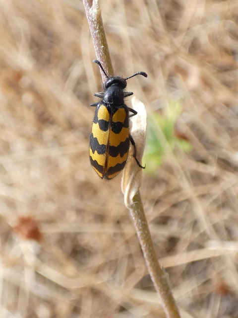 Hycleus tenerus - kis hólyaghúzó