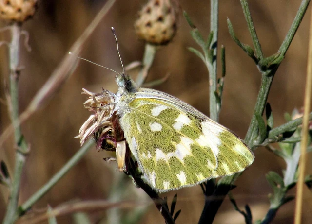 Pontia edusa - rezedalepke