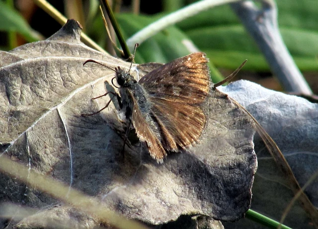 Erynnis tages - cigánylepke