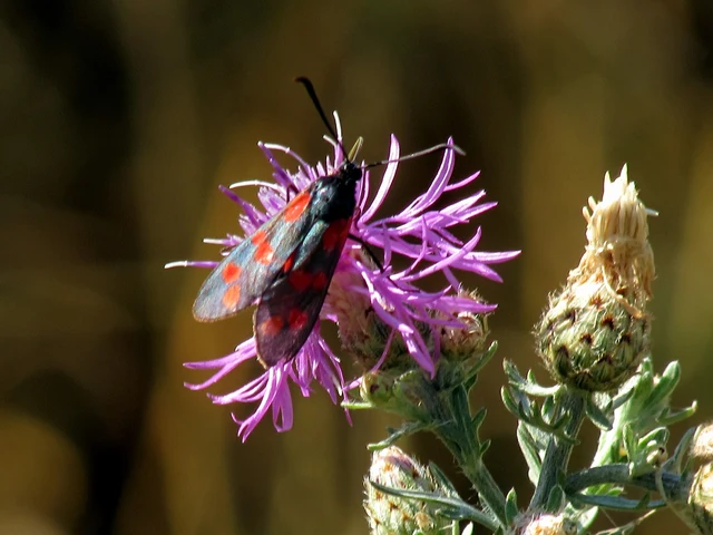 Zygaena filipendulae - acélszínű csüngőlepke