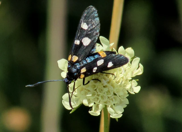Zygaena ephialtes - változékony csüngőlepke
