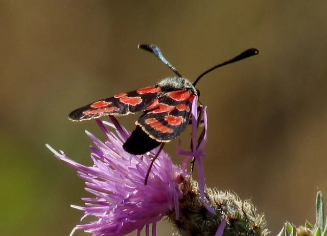 Zygaena carniolica - fehérgyűrűs csüngőlepke