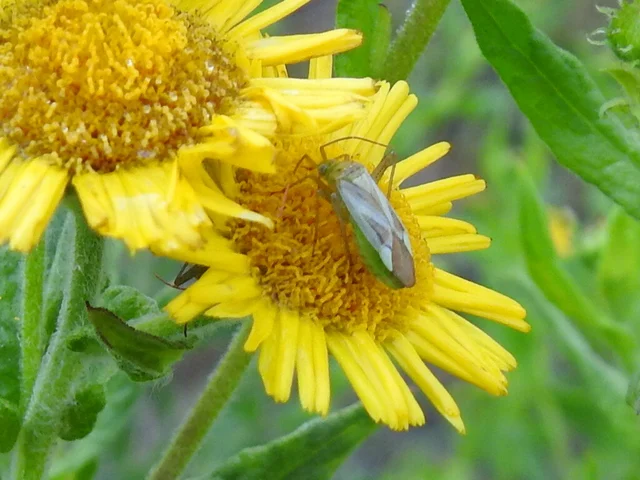 Adelphocoris lineolatus - lucernapoloska