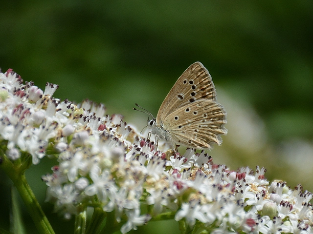 Polyommatus daphnis - csipkés boglárka