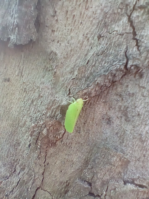 Acanalonia conica - élénkzöld lepkekabóca
