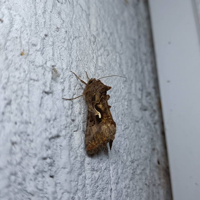 Autographa gamma - gammalepke