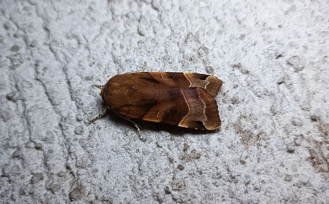 Noctua fimbriata - szélessávú sárgafűbagoly