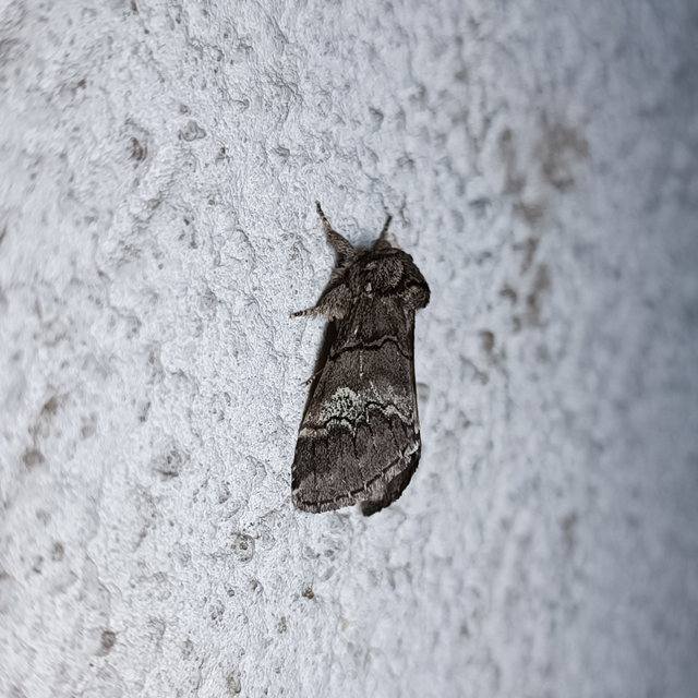 Drymonia querna - tölgyfa-púposszövő