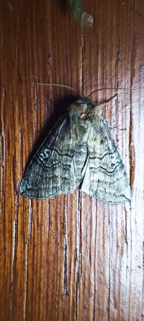 Tethea ocularis - pápaszemes pihésszövő