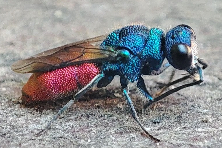 Chrysis inaequalis