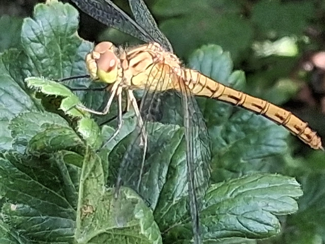 Sympetrum meridionale - fakó katona-szitakötő