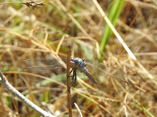 Orthetrum brunneum - pataki pásztorszitakötő