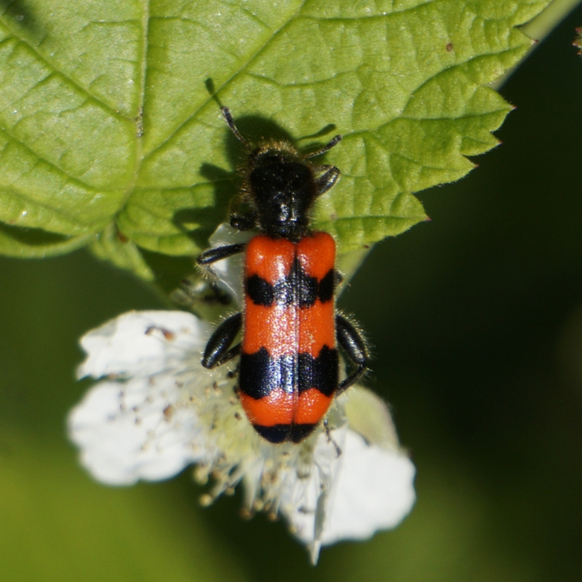 Trichodes apiarius - szalagos méhészbogár